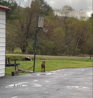 Illustration de l'article : Cette chienne attend chaque jour avec impatience le retour de l’homme qui l’a sauvée de l’errance (vidéo)