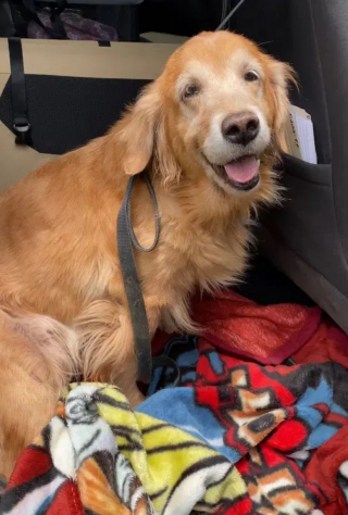 Illustration de l'article : La tristesse des bénévoles d’un refuge, lors de l’abandon de Sophia, une chienne Golden Retriever séniore