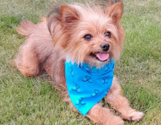 Illustration de l'article : Retrouvée dans un parc, blessée et avec ses 2 petits, cette chienne peut désormais profiter des joies d’un foyer chaleureux