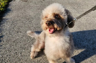 Illustration de l'article : Un chiot qui a grandi en appartement découvre qu’il peut désormais s’amuser autant qu’il le souhaite dans son propre jardin (vidéo)