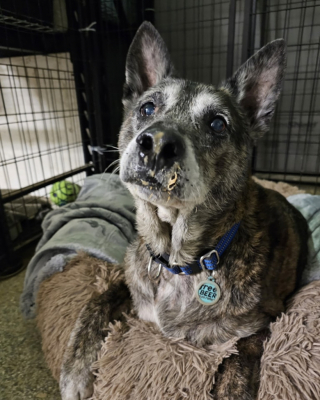 Illustration de l'article : Atteint d’une tumeur, ce chien sénior parcourt 5000 kilomètres dans l’espoir d’avoir les soins et l’amour dont il a besoin