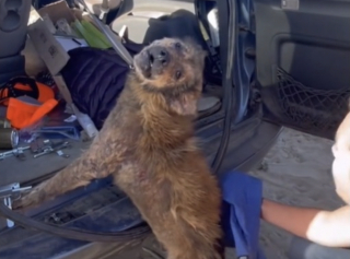 Illustration de l'article : Un chien agressif qui n'avait aucune confiance en l'humain se transforme en un compagnon serein grâce au pouvoir de l'amour