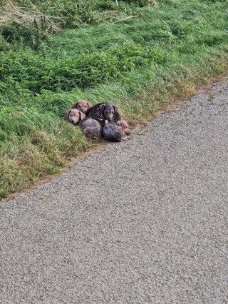 Illustration de l'article : Alors qu'ils se rendaient au travail, des ouvriers s'arrêtent pour sauver des chiots abandonnés sur le bord de la route