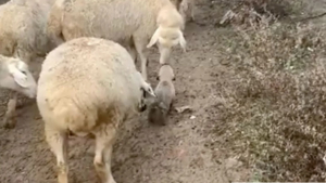 Illustration : "Malgré son jeune âge, ce chiot Berger d'Anatolie suit sa formation de chien de berger avec assiduité (vidéo)"