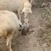 Illustration : "Malgré son jeune âge, ce chiot Berger d'Anatolie suit sa formation de chien de berger avec assiduité (vidéo)"