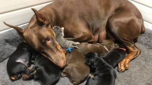 Illustration : "Cette maman Dobermann donne naissance à 6 chiots puis adopte un nouveau petit assez particulier"