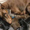 Illustration : Cette maman Dobermann donne naissance à 6 chiots puis adopte un nouveau petit assez particulier