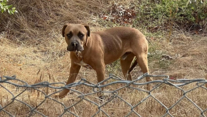 Illustration : "Ce chien errant seul au bord d’une autoroute trouve du réconfort auprès d’un ami improbable (vidéo)"