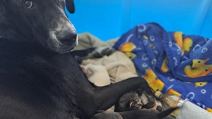 Illustration : "Une chienne enceinte et sans famille intègre un animal inattendu parmi ses nouveaux nés"