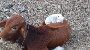 Illustration : "Alors qu’il se rend au travail, un homme surprend un chien faisant tranquillement sa sieste sur une vache"