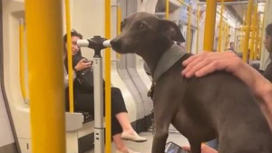 Illustration : "Faites connaissance avec Cosmo, le Whippet baptisé chien de thérapie du métro de Londres (vidéo)"