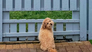 Illustration : "Ce petit chien curieux a désormais une haie spéciale pour lui permettre de s’adonner à son passe-temps préféré"