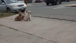 Illustration : "Après avoir été abandonnés en pleine rue, ces trois chiens restent serrés sur le trottoir, attendant que leur propriétaire revienne les chercher"