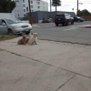 Illustration : "Après avoir été abandonnés en pleine rue, ces trois chiens restent serrés sur le trottoir, attendant que leur propriétaire revienne les chercher"