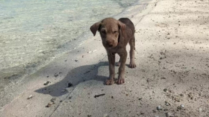 Illustration : "Après avoir été abandonnée sur une plage, Squishy le chiot se reconstruit aux côtés d’une bénévole au grand cœur (vidéo)"