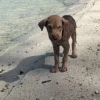 Illustration : "Après avoir été abandonnée sur une plage, Squishy le chiot se reconstruit aux côtés d’une bénévole au grand cœur (vidéo)"