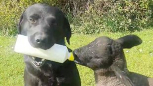 Illustration : "Ted, le Labrador Retriever, prend très à cœur son rôle de nounou auprès d’un agneau âgé de quelques semaines"