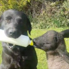 Illustration : "Ted, le Labrador Retriever, prend très à cœur son rôle de nounou auprès d’un agneau âgé de quelques semaines"