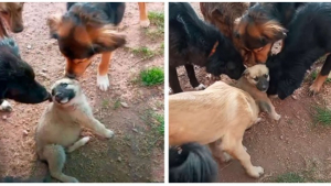 Illustration : "Les pensionnaires d’un refuge pour animaux ont réservé le plus adorable des accueils à un chiot tout juste recueilli par les bénévoles (vidéo)"