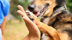 Illustration : "Adopter un chien en refuge"