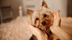 Illustration : "Choisir un chien de petite taille"