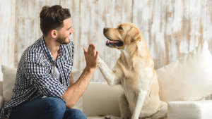 Illustration : "Préparer sa maison pour l'arrivée d'un chien"