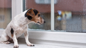 Illustration : "Gérer l'anxiété de séparation du chien"