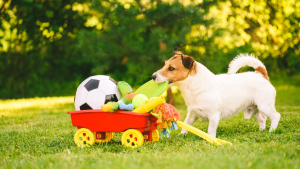 Illustration : "Les jeux et jouets pour chien"