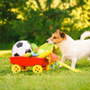 Illustration : Les jeux et jouets pour chien