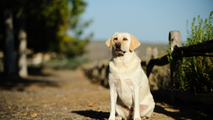 Illustration : "Gérer l’obésité du chien"