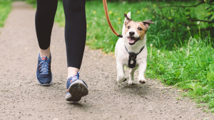 Illustration : "L'importance de l'exercice pour un chien"