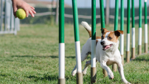 Illustration : "Les sports canins"