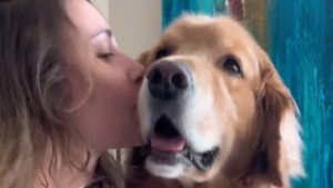 Illustration : "Ce Golden Retriever adore les bisous et a sa manière bien à lui d’en réclamer plus (vidéo)"