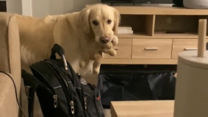 Illustration : "En voyant ses propriétaires préparer leur valise, ce Golden Retriever y ajoute ses affaires dans l’espoir d’être du voyage (vidéo)"