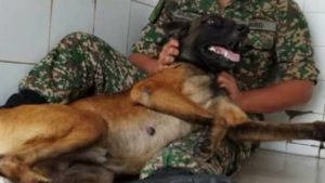 Illustration : "Grâce à un maître-chien bienveillant, Loki le Berger Belge Malinois réputé agressif, s’est littéralement transformé "