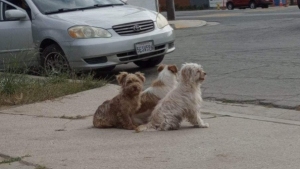 Illustration : "Ces 3 chiens abandonnés restent ensemble et soudés dans l’espoir que quelqu’un vienne un jour les sauver (vidéo)"