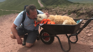 Illustration : "La dernière randonnée de Monty, le Labradoodle atteint d’une leucémie en phase terminale"