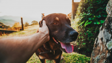 Illustration : Choisir un chien de grande taille