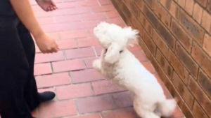 Illustration : "Jax, un petit chien blanc, retrouve sa maitresse après avoir été séparé d’elle pendant une année entière (vidéo)"