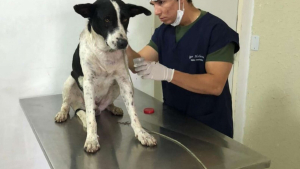 Illustration : "Un chien errant ayant besoin d’aide se présente seul dans une clinique vétérinaire (vidéo)"