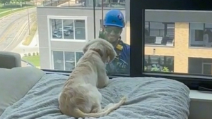 Illustration : "Ce jeune Golden Retriever fait une découverte surprenante derrière la vitre de son appartement situé au 8e étage (vidéo)"