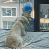 Illustration : "Ce jeune Golden Retriever fait une découverte surprenante derrière la vitre de son appartement situé au 8e étage (vidéo)"