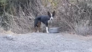 Illustration : "Une bonne samaritaine rencontre un chien errant lors d’une randonnée et décide de lui venir en aide (vidéo)"