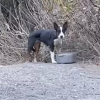 Illustration : "Une bonne samaritaine rencontre un chien errant lors d’une randonnée et décide de lui venir en aide (vidéo)"