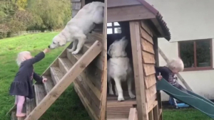 Illustration : "L’amitié touchante entre une jeune chienne Golden Retriever et sa petite sœur humaine (vidéo)"