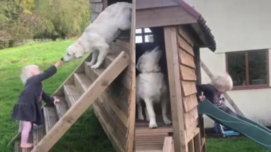 Illustration : L’amitié touchante entre une jeune chienne Golden Retriever et sa petite sœur humaine (vidéo)