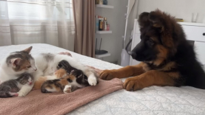 Illustration : "Le moment plein d’émotion où ce jeune Berger Allemand fait connaissance avec les bébés de son amie (vidéo)"