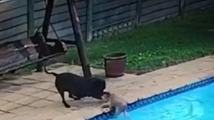 Illustration : "Une chienne American Staffordshire Terrier vole au secours de son meilleur ami, tombé dans la piscine familiale (vidéo)"