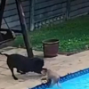 Illustration : "Une chienne American Staffordshire Terrier vole au secours de son meilleur ami, tombé dans la piscine familiale (vidéo)"