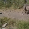 Illustration : "Des bénévoles viennent en aide à une famille de chiens, abandonnée par ses propriétaires lors de leur déménagement (vidéo)"